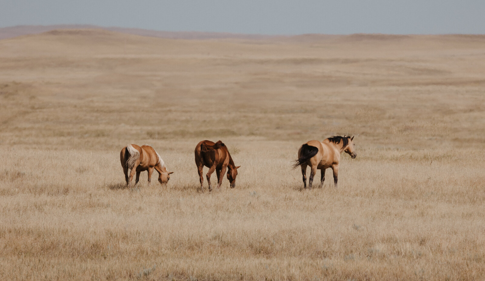 South Dakota Landscape