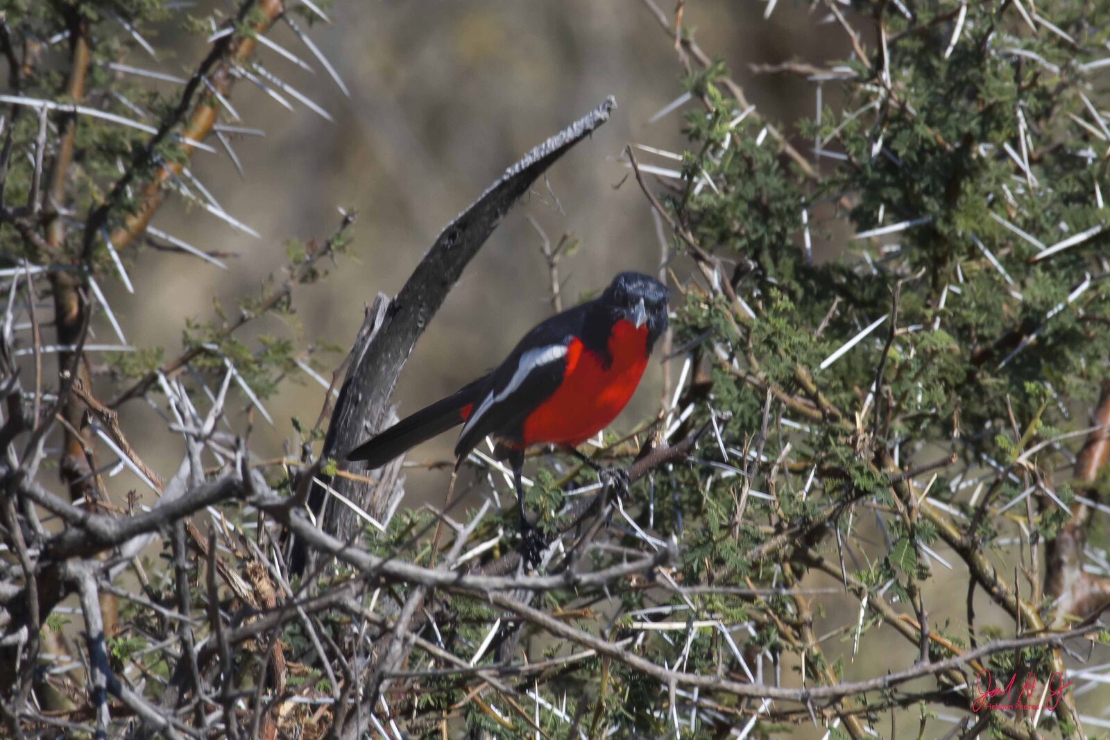 2017 Bird (4)