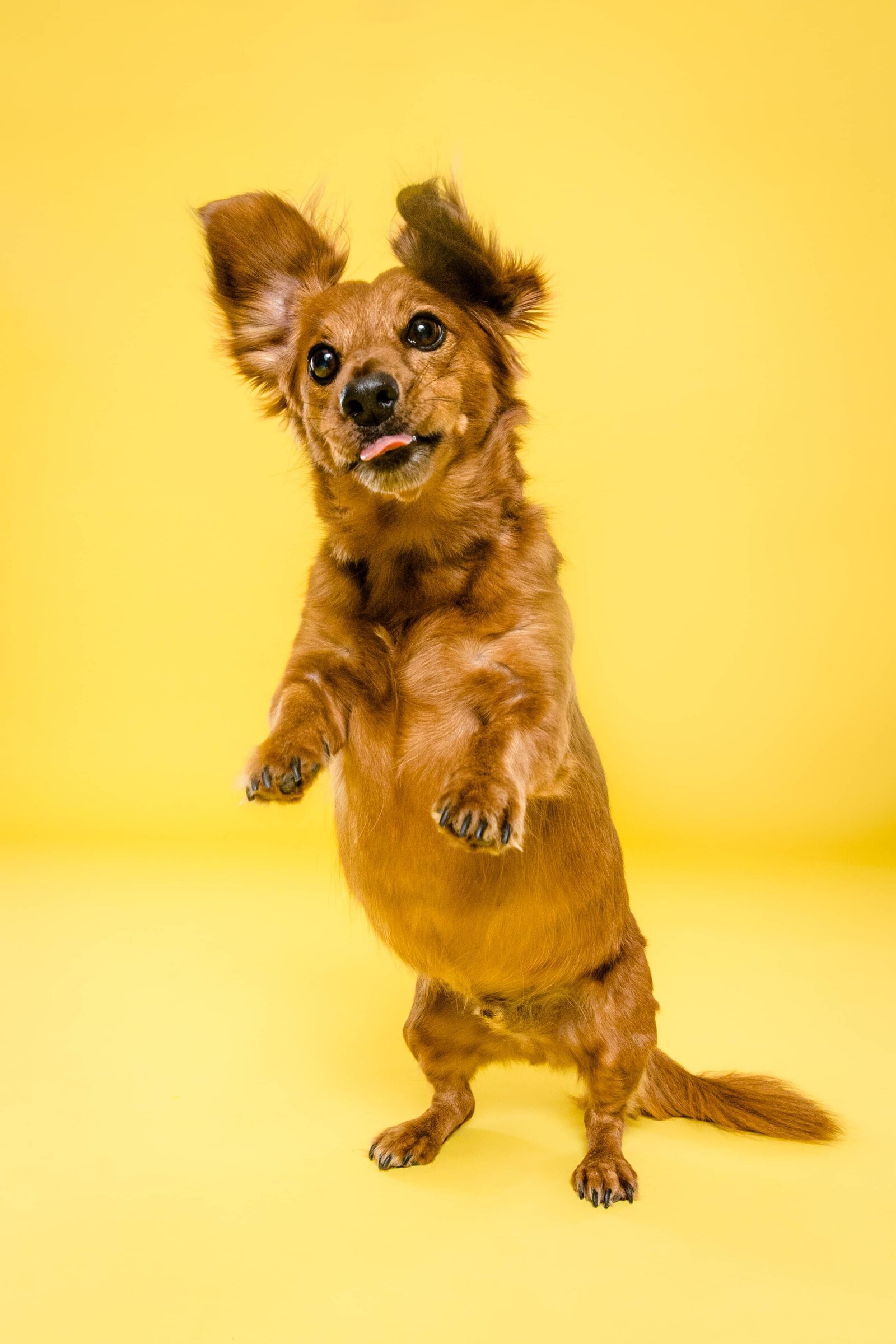 Birmingham, Alabam Dog Photographer - The Beloved Pup Phot Studio Gallery 7