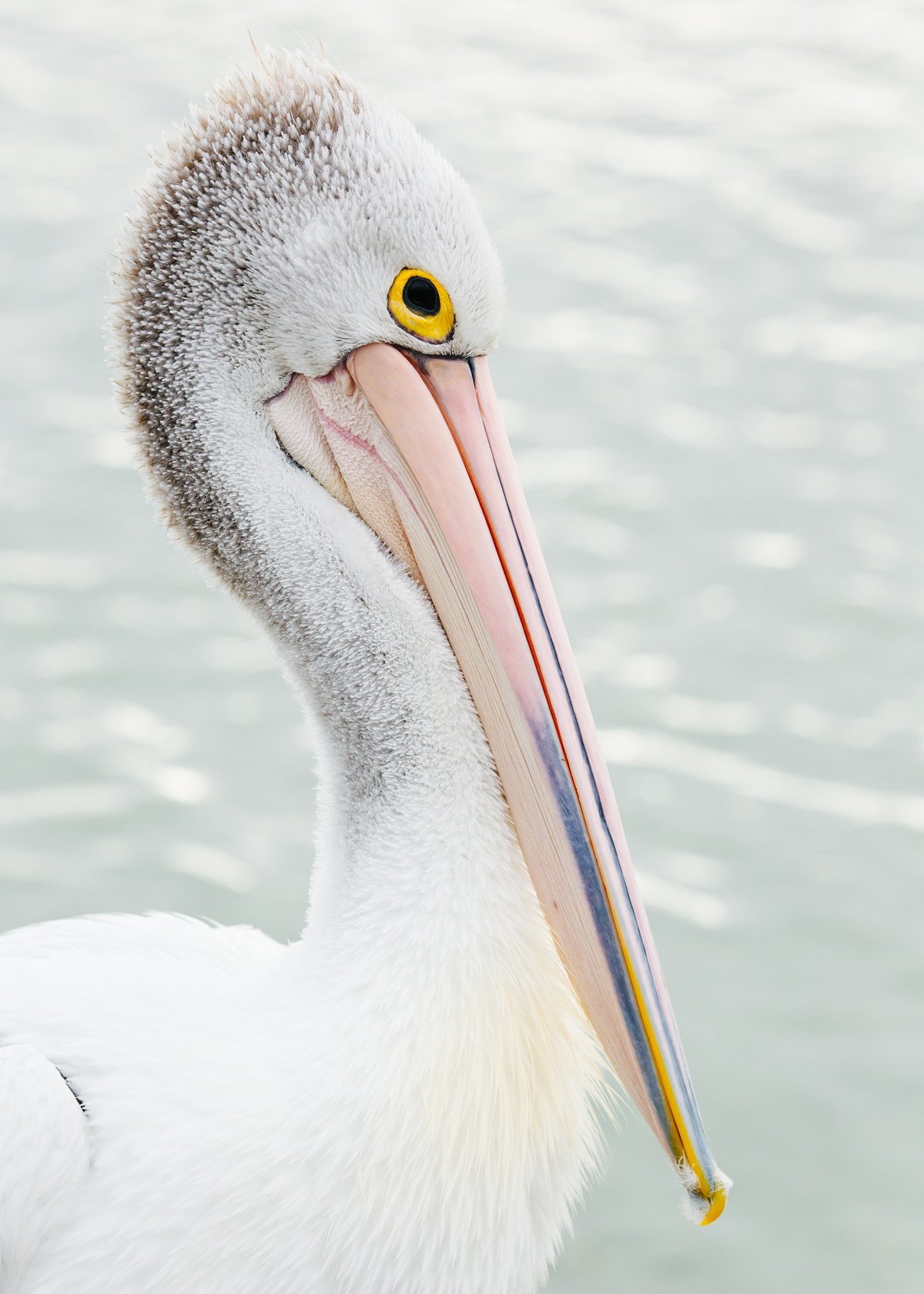 cameron-zegers-travel-photographer-kangaroo-island-australia-pelican-portrait