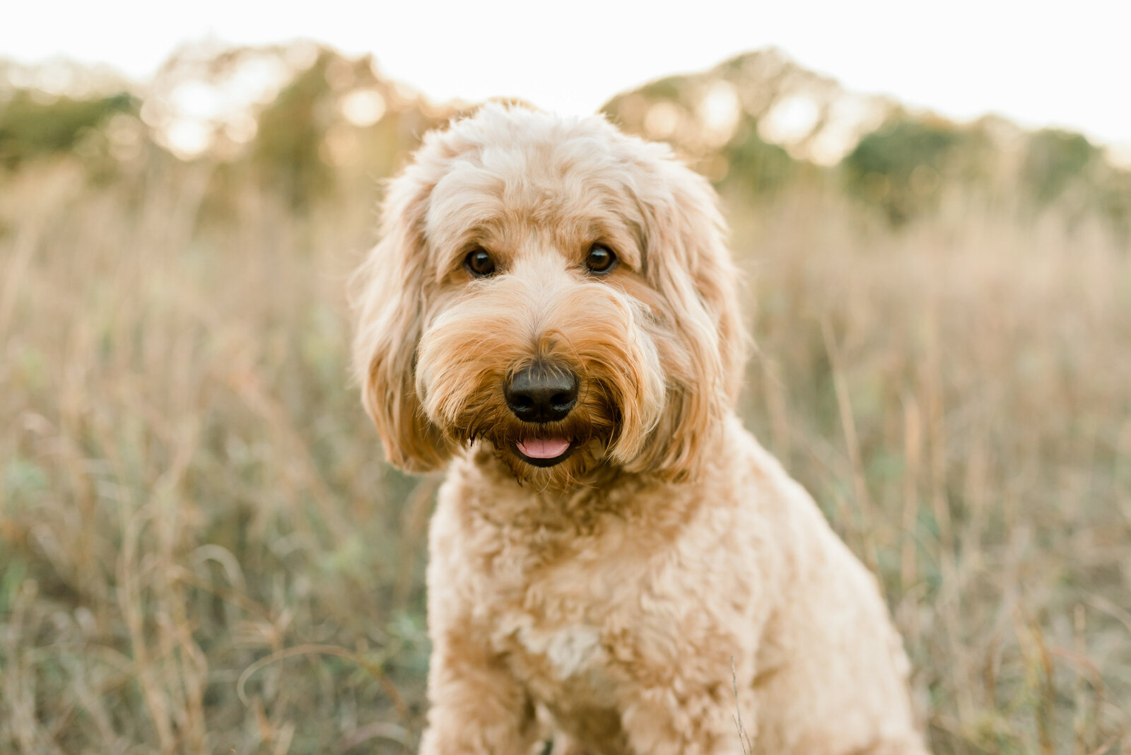 Goldendoodle Photo Session-17