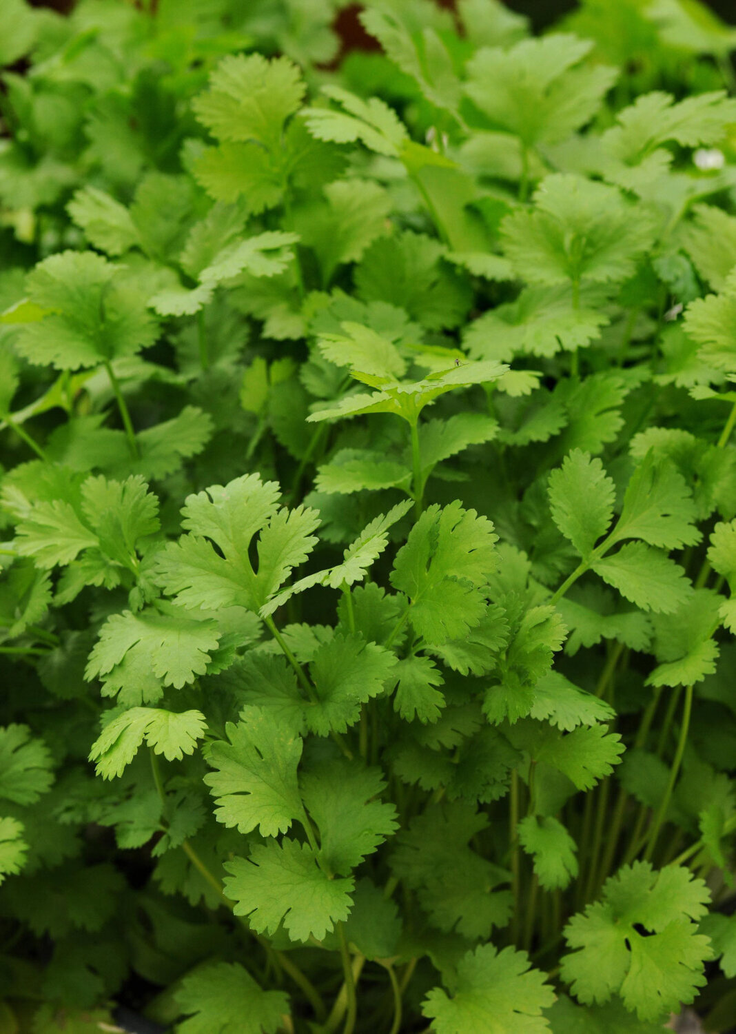 Cilantro-Santo