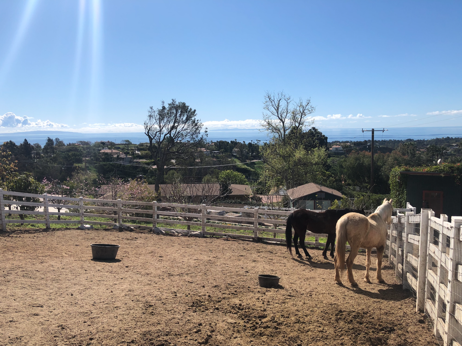 Image of two Connemara Ranch horses overlooking the ocean in Malibu while in their pasture.