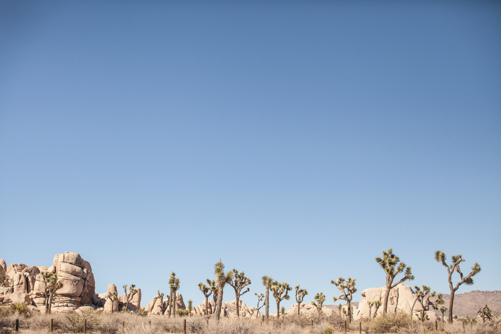150708_150708 joshua tree_0321