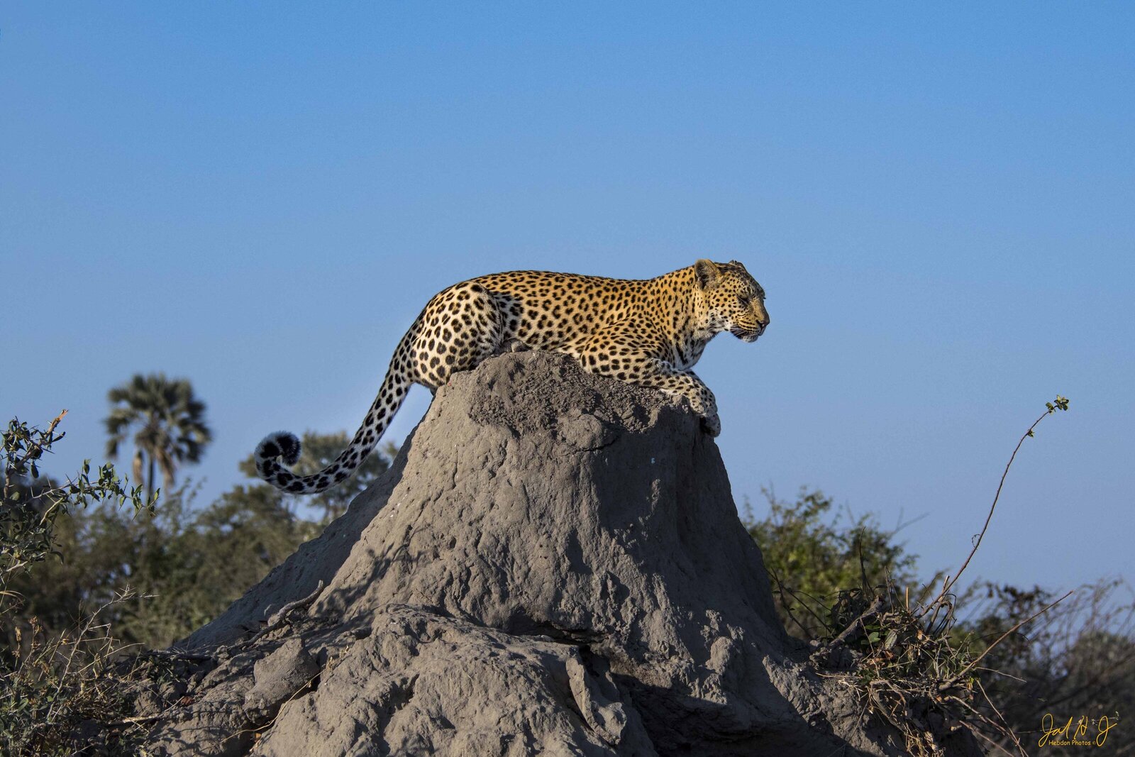 2017 Leopard (1)