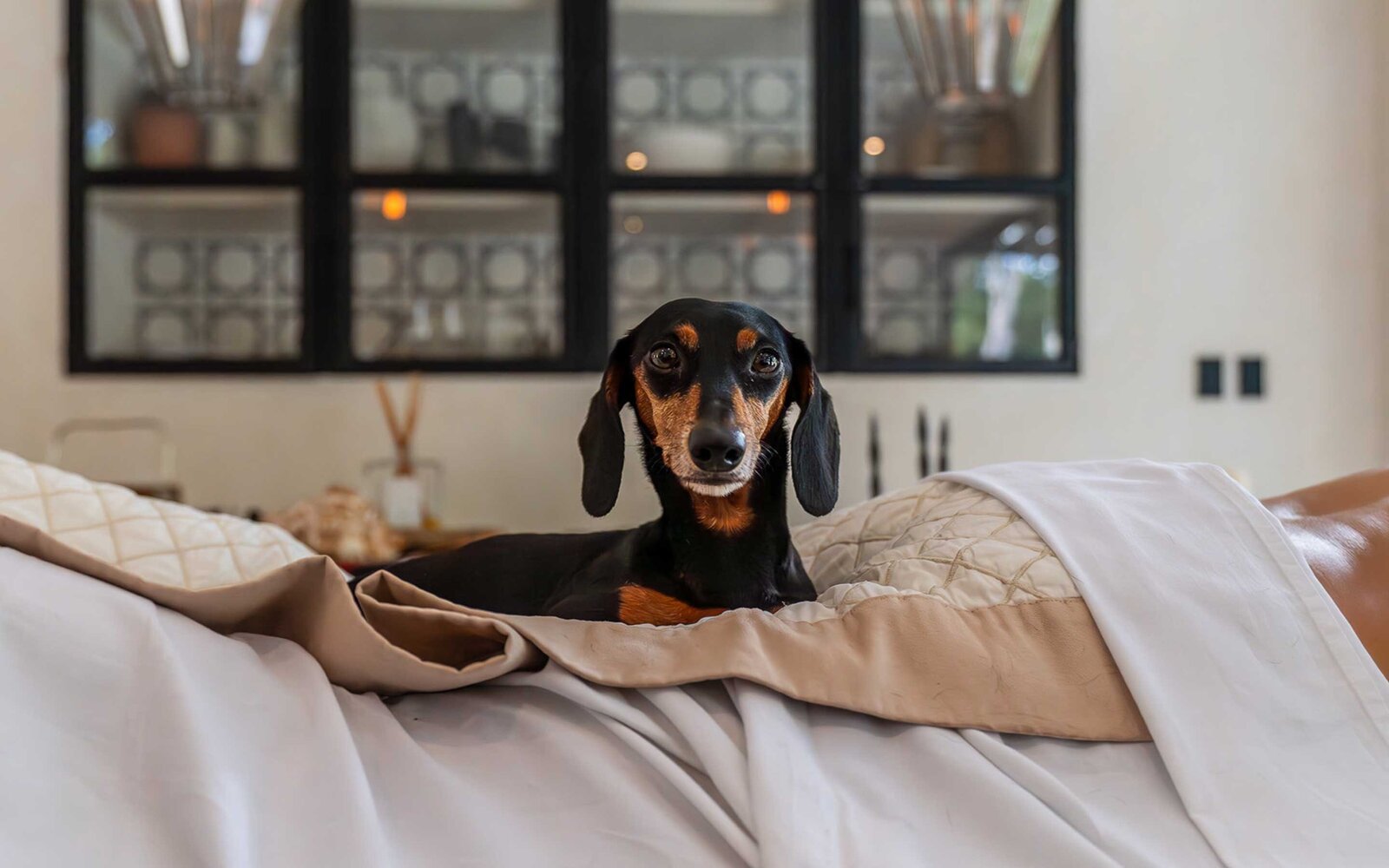 mason jungle luxe dog