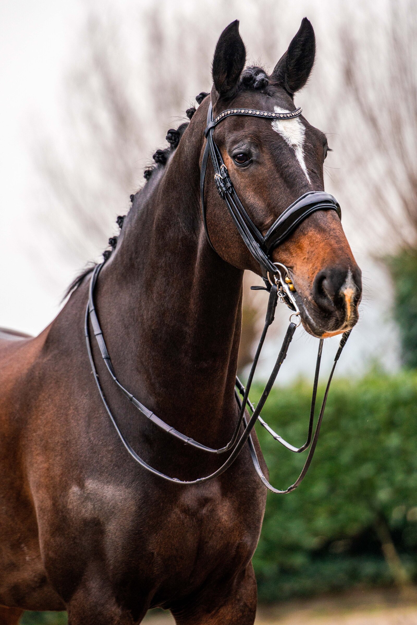 Verkoop foto gemaakt door Cheyenne Vlottes (5)