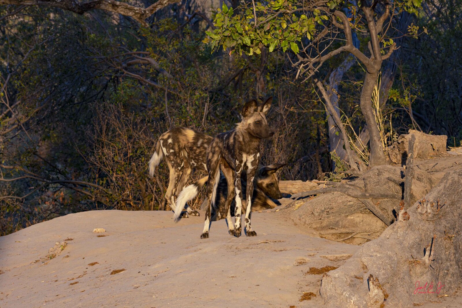 2017 Wild Dog (1)