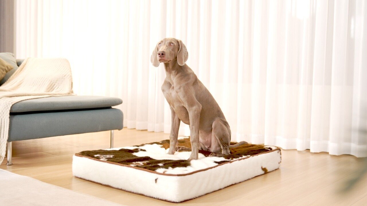 Thick Orthopedic Dog Bed-1