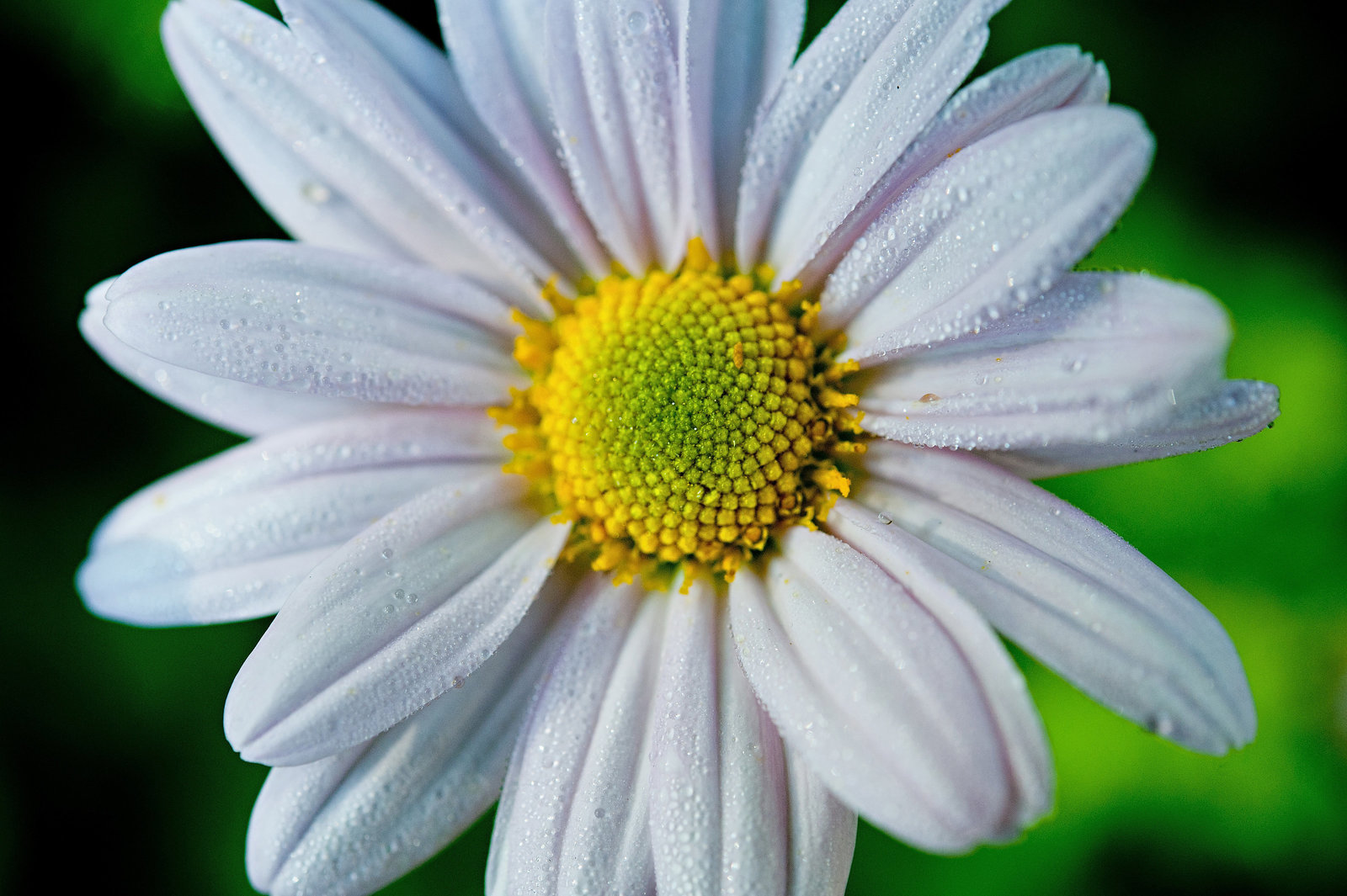 Morning Dew