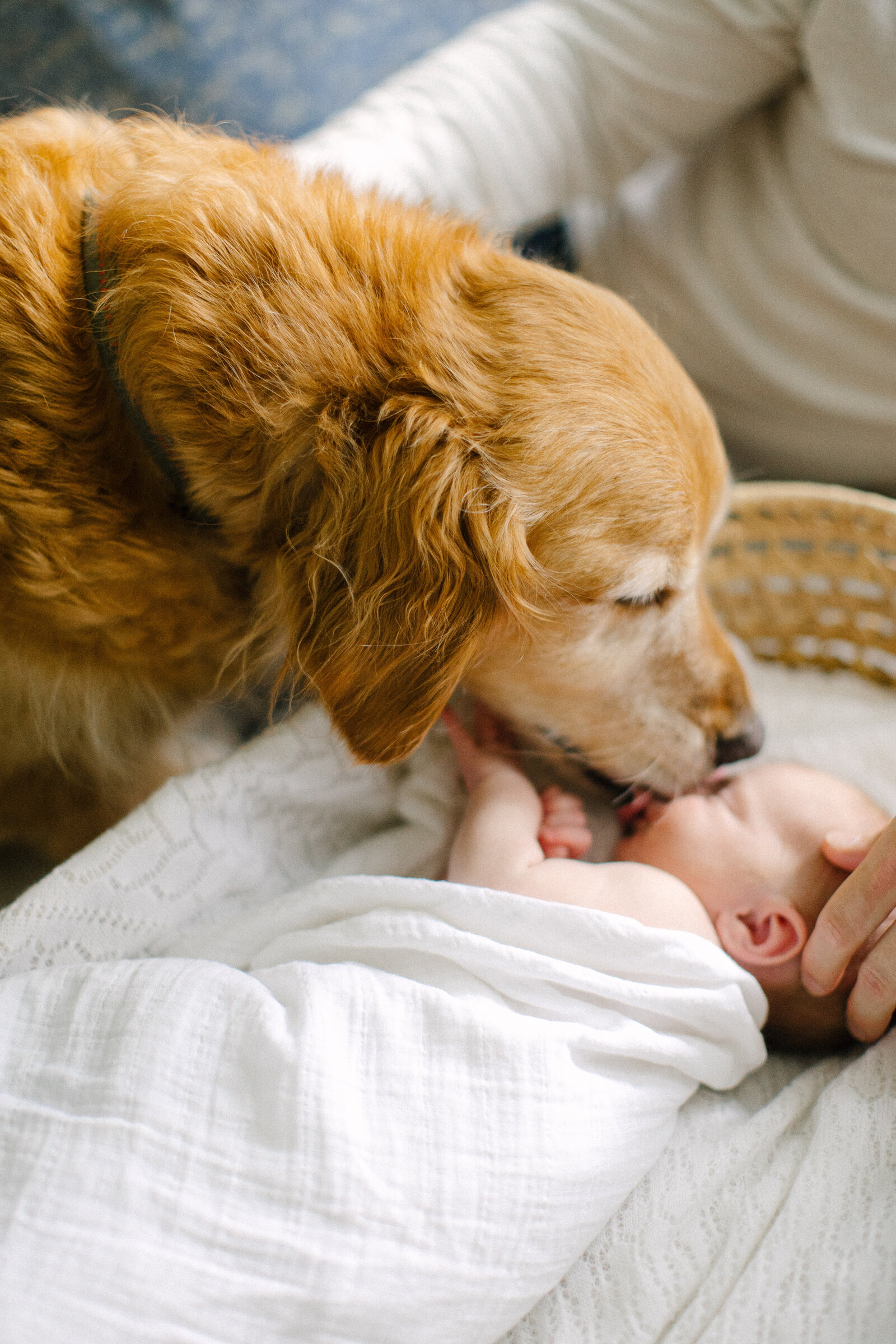 A newborn baby is swaddled in a baby basket and a golden retriever is sniffing and licking their face