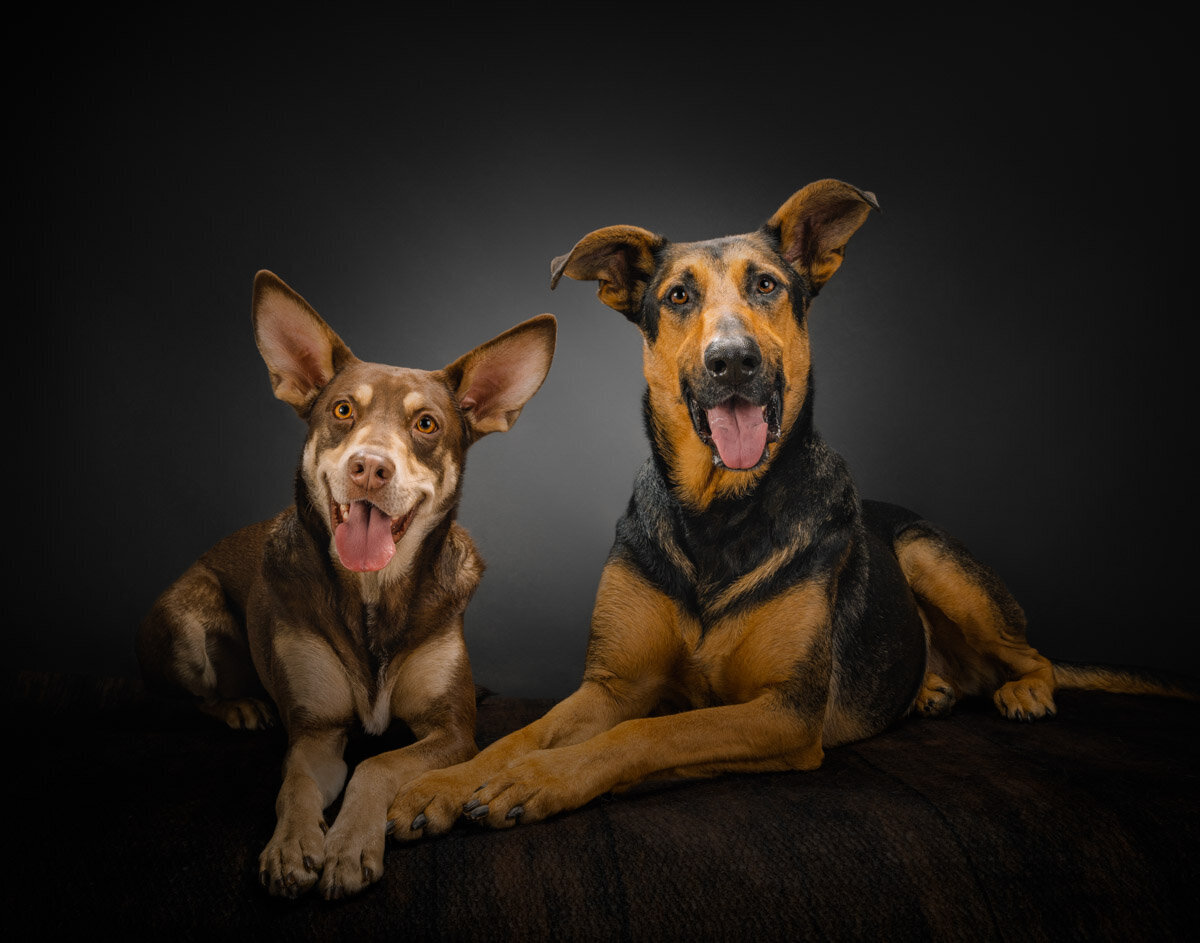 two dogs smiling at camera