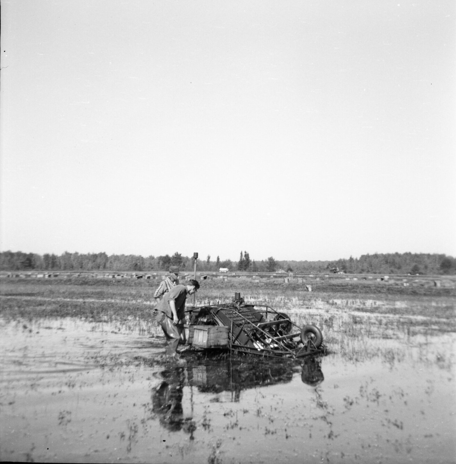 Gen 1 - 1950s Koller Cran Harvest picking into boxes (2)