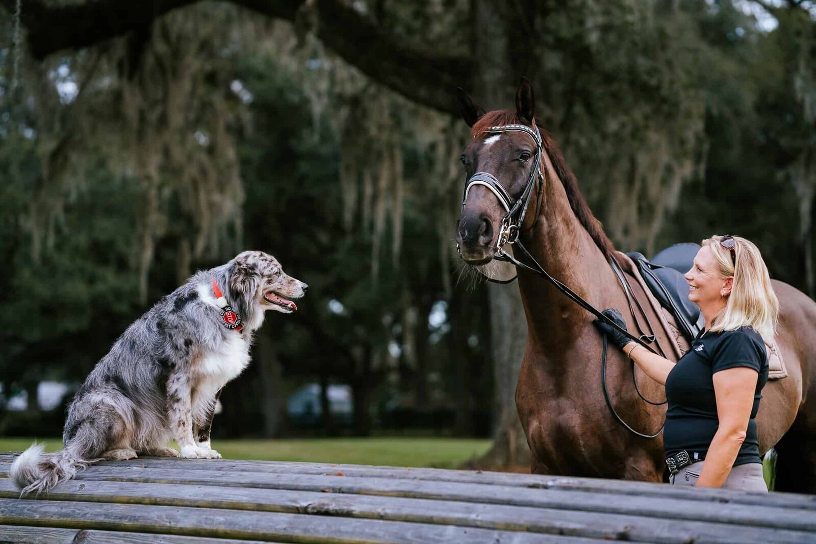 equine-horse-photography-ocala-lakeland-photographer-5
