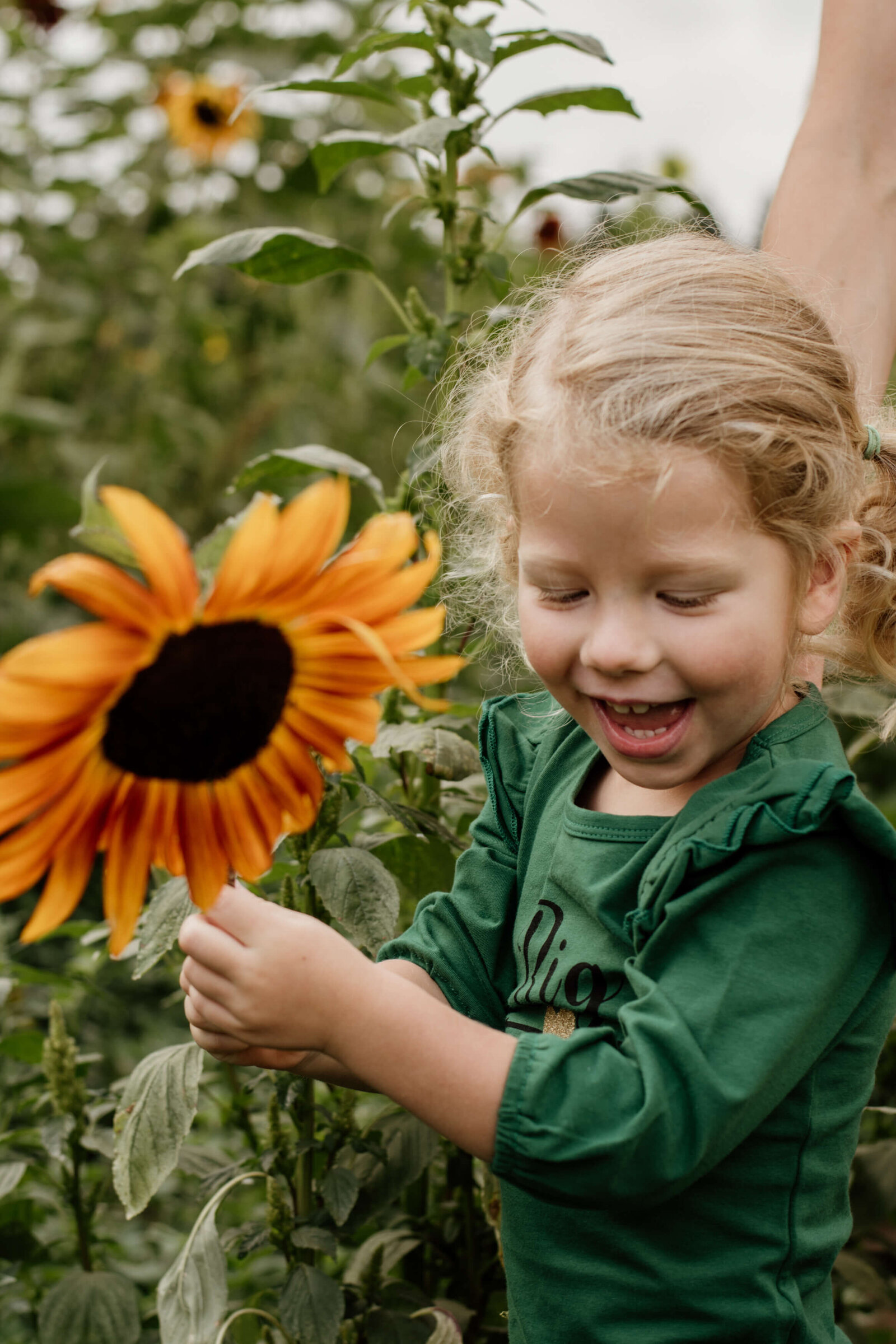 Little girl holding big sunflower.