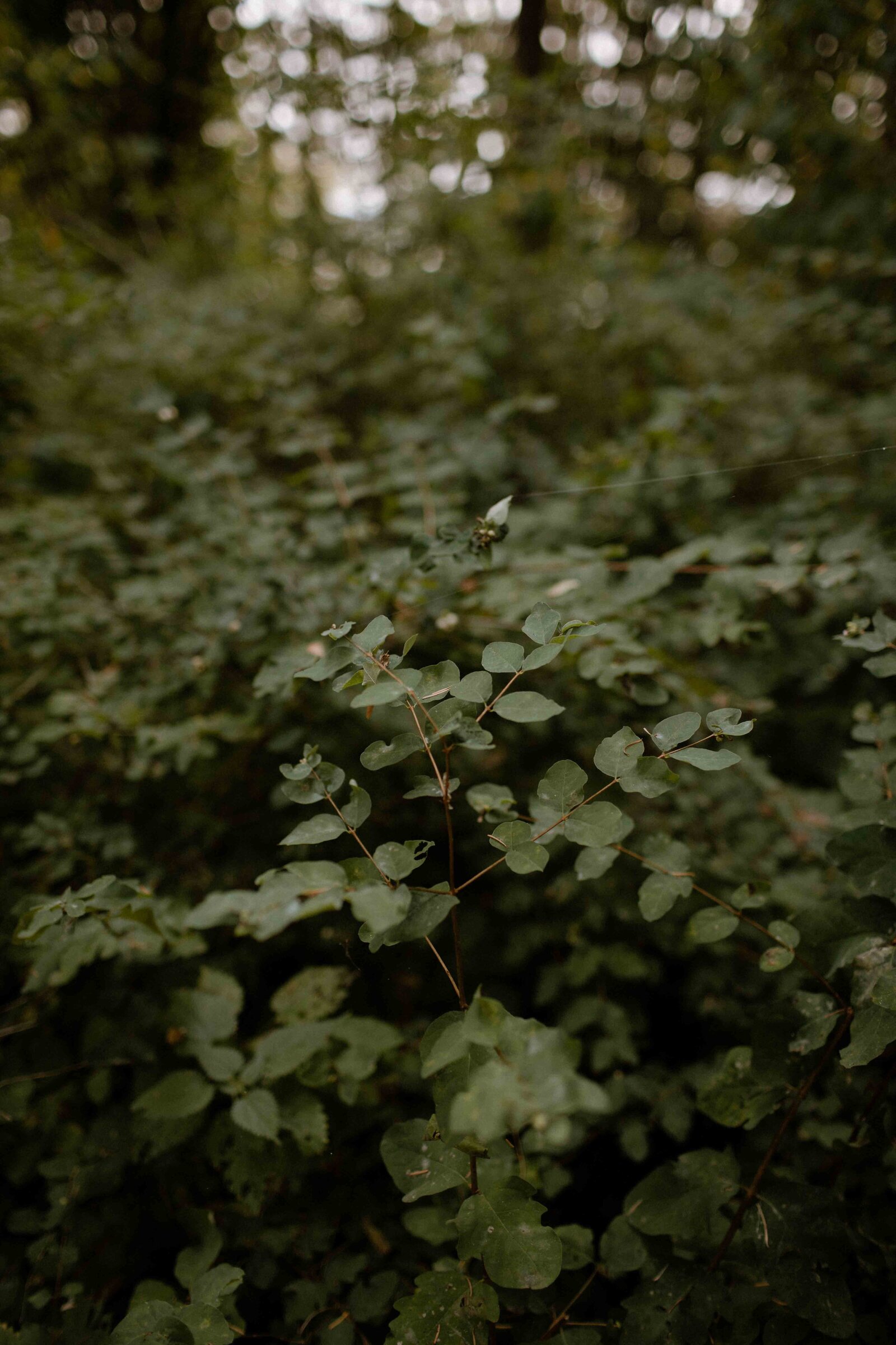 Vancouver-Backyard-Wedding-1