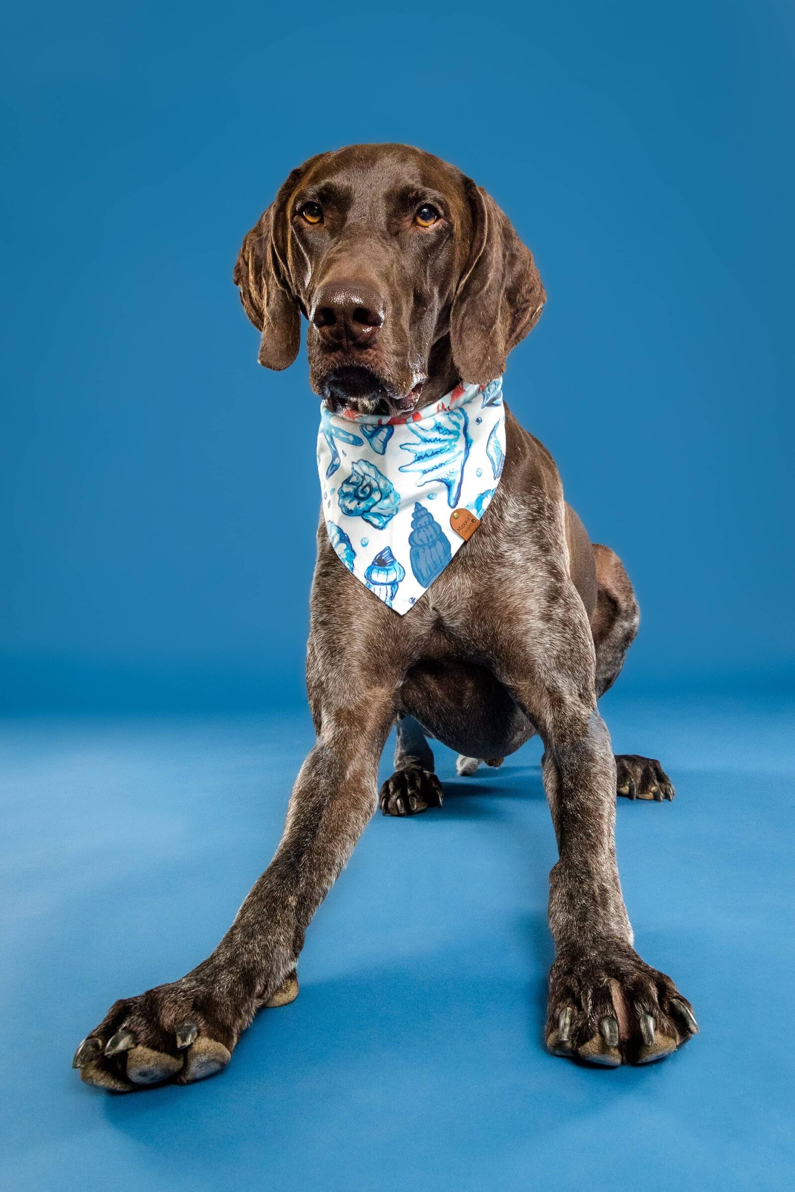 Alabama Dog Photographer - The Beloved Pup Photo Studio Website Gallery Portfolio 5