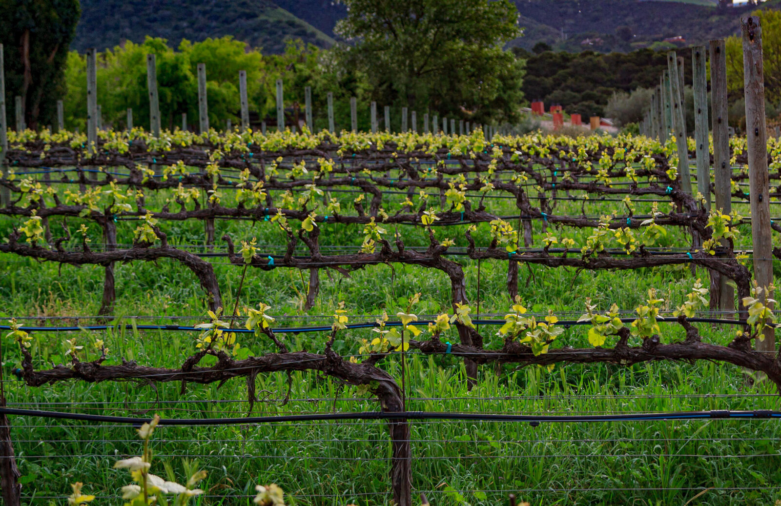 Bernardus Vineyards & Winery Carmel Valley California