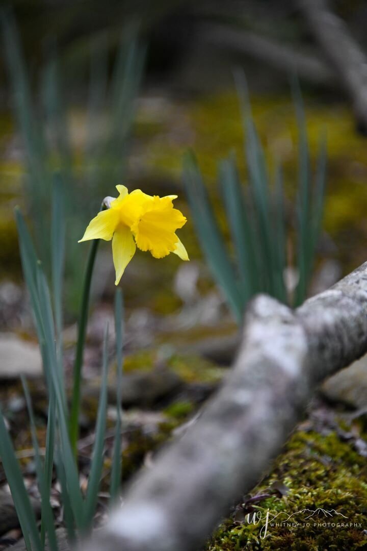 Spring Great Smoky Mountains National Park