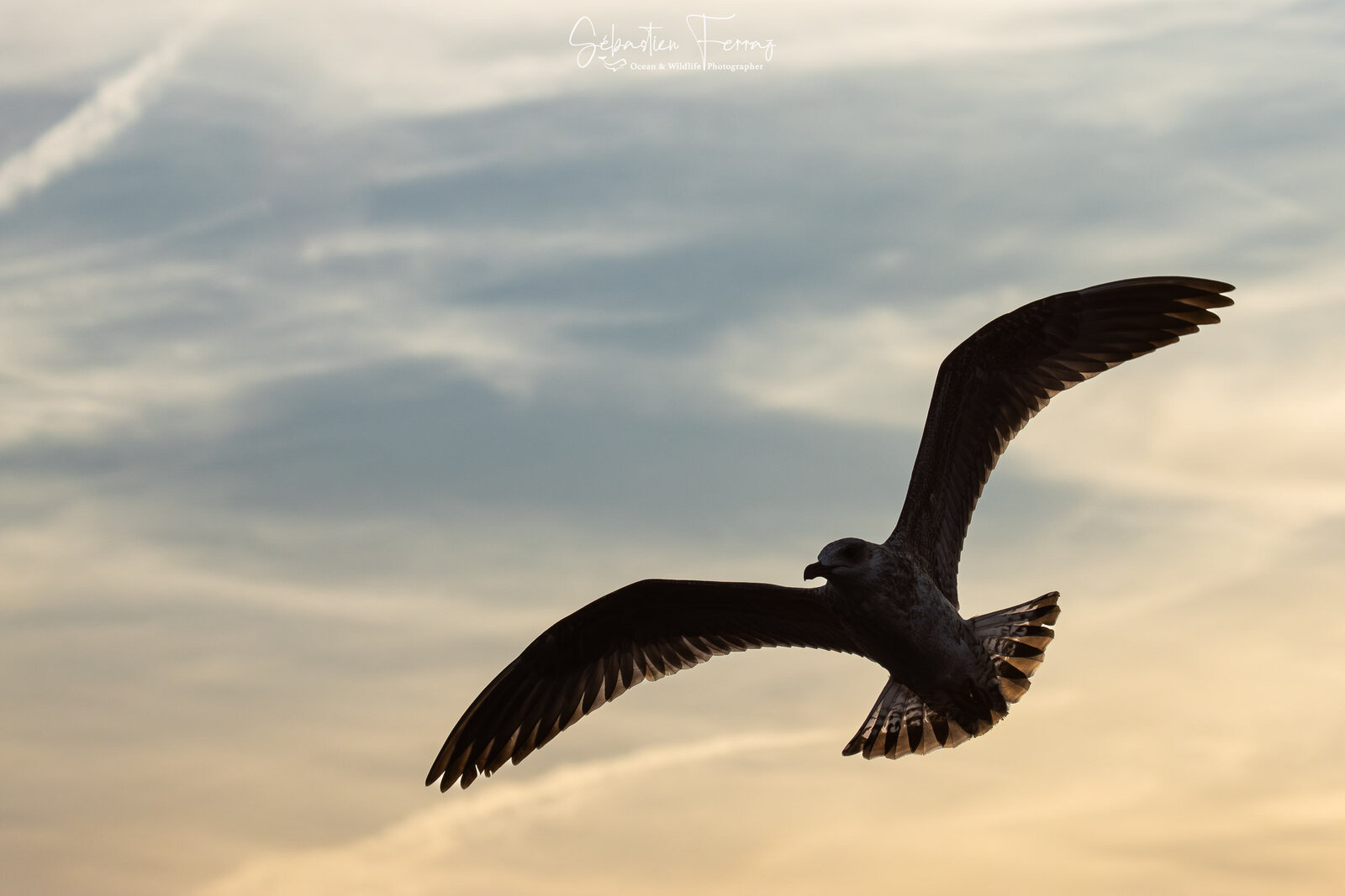 IMG_4788-Avec accentuation-Bruit