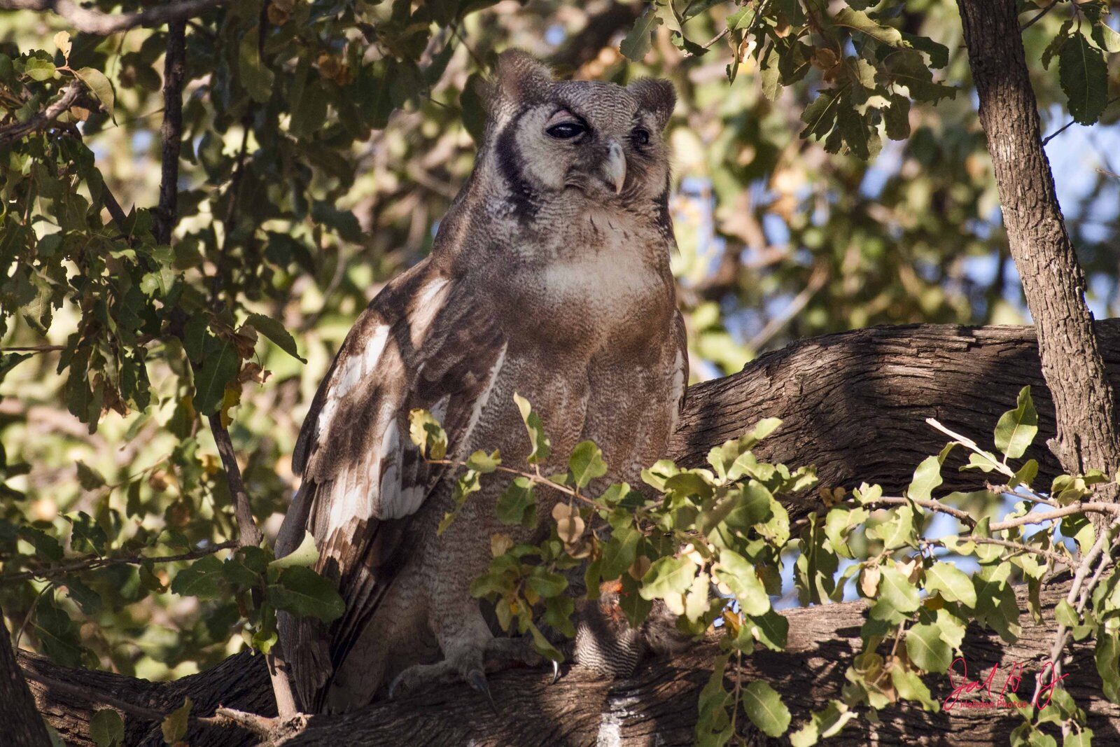 2019 Bird (3)