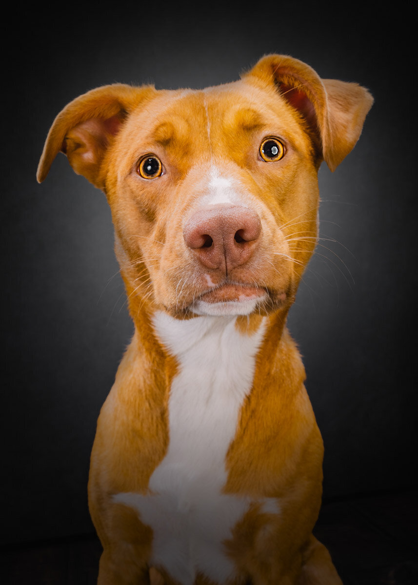 pitbull mix puppy