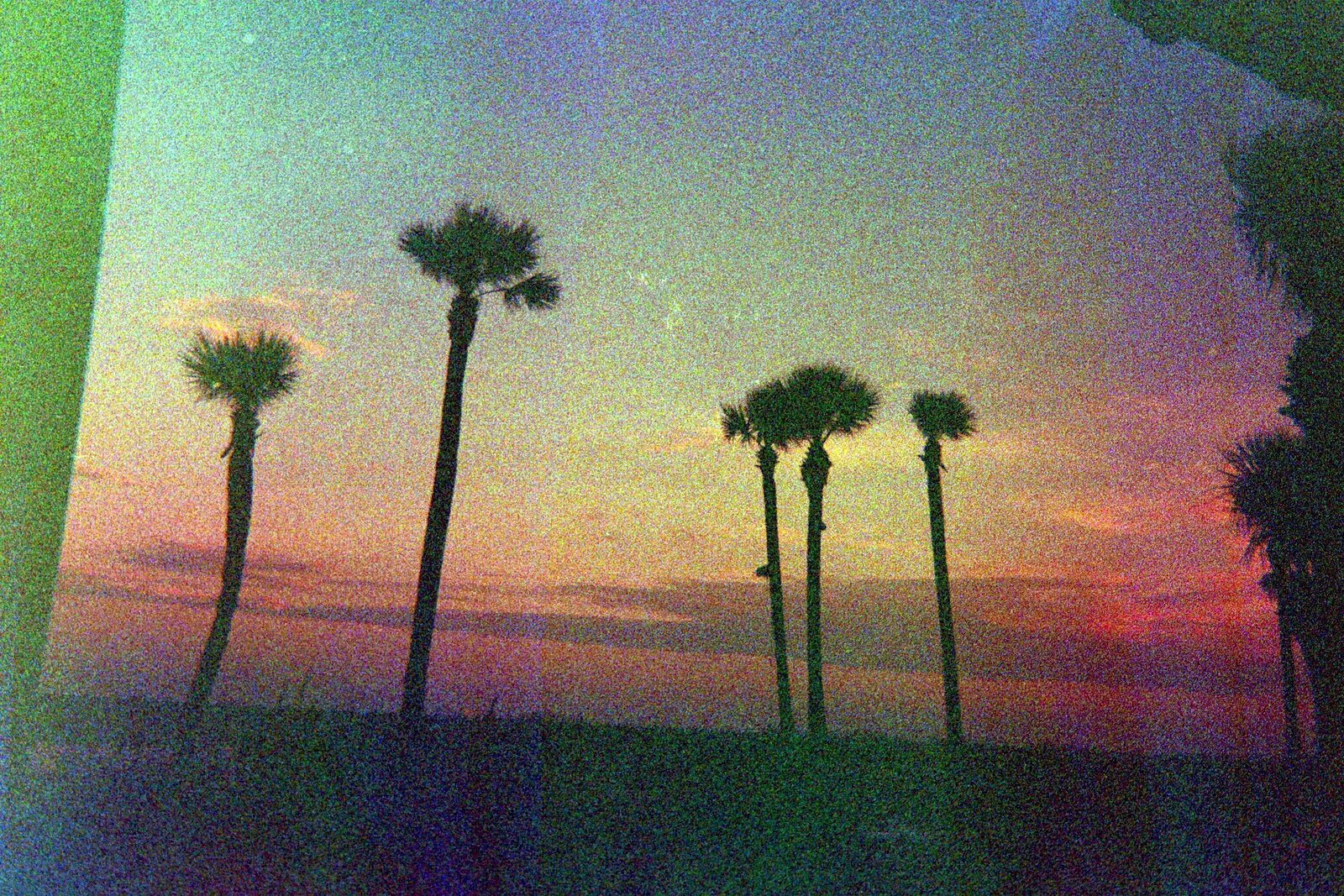 PALM TREES