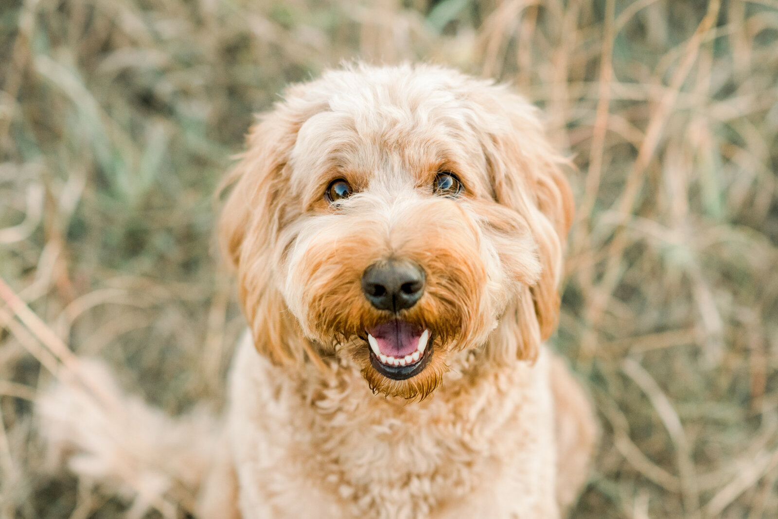 Goldendoodle Photo Session-21
