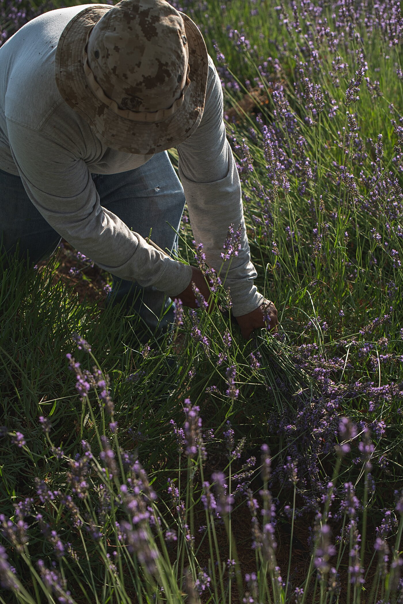 Cort-Mace-Photography-San-Diego-Business-Branding-Temecula-Lavendar-Company-_0012