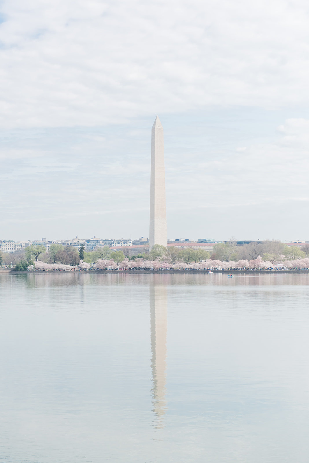 WASHINGTON_DC_CHERRY_BLOSSOMS_L+EJOFFOTO_-178
