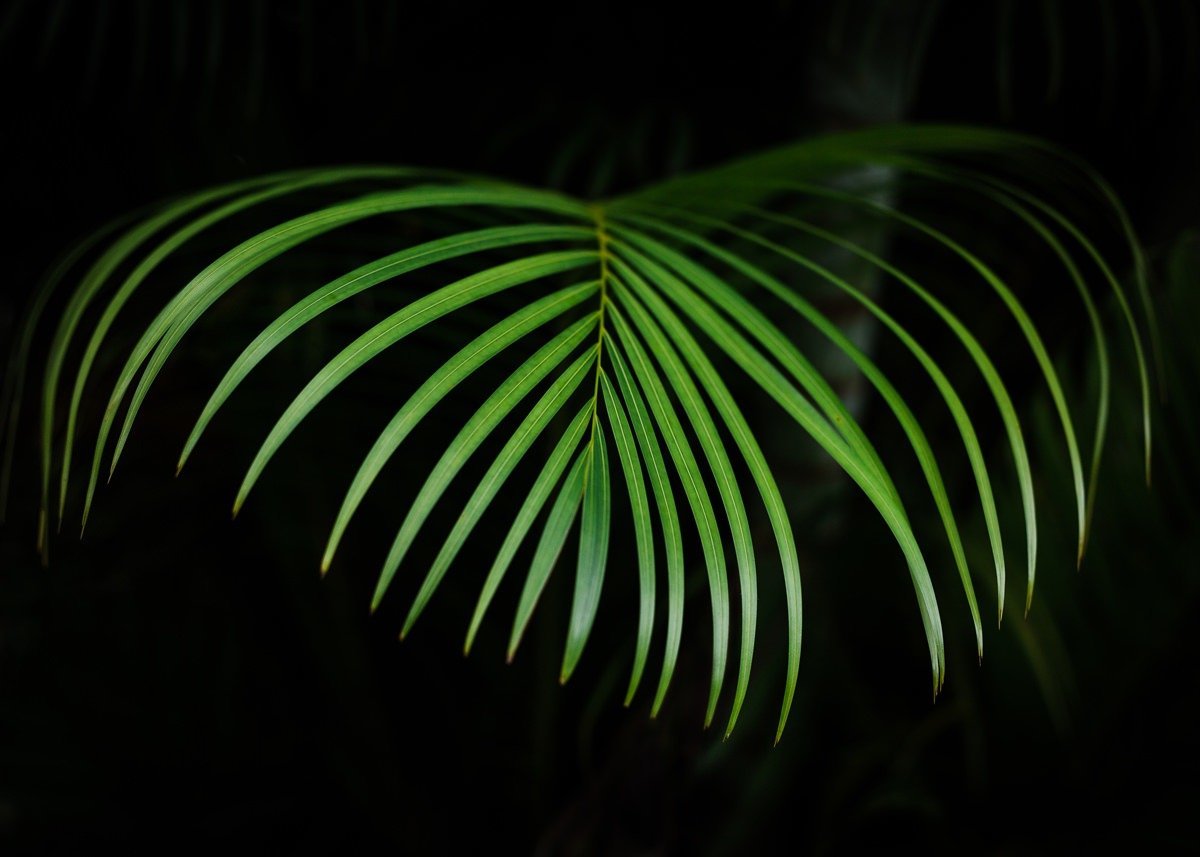 kauai-tropical-botanic-garden-wedding-photographer