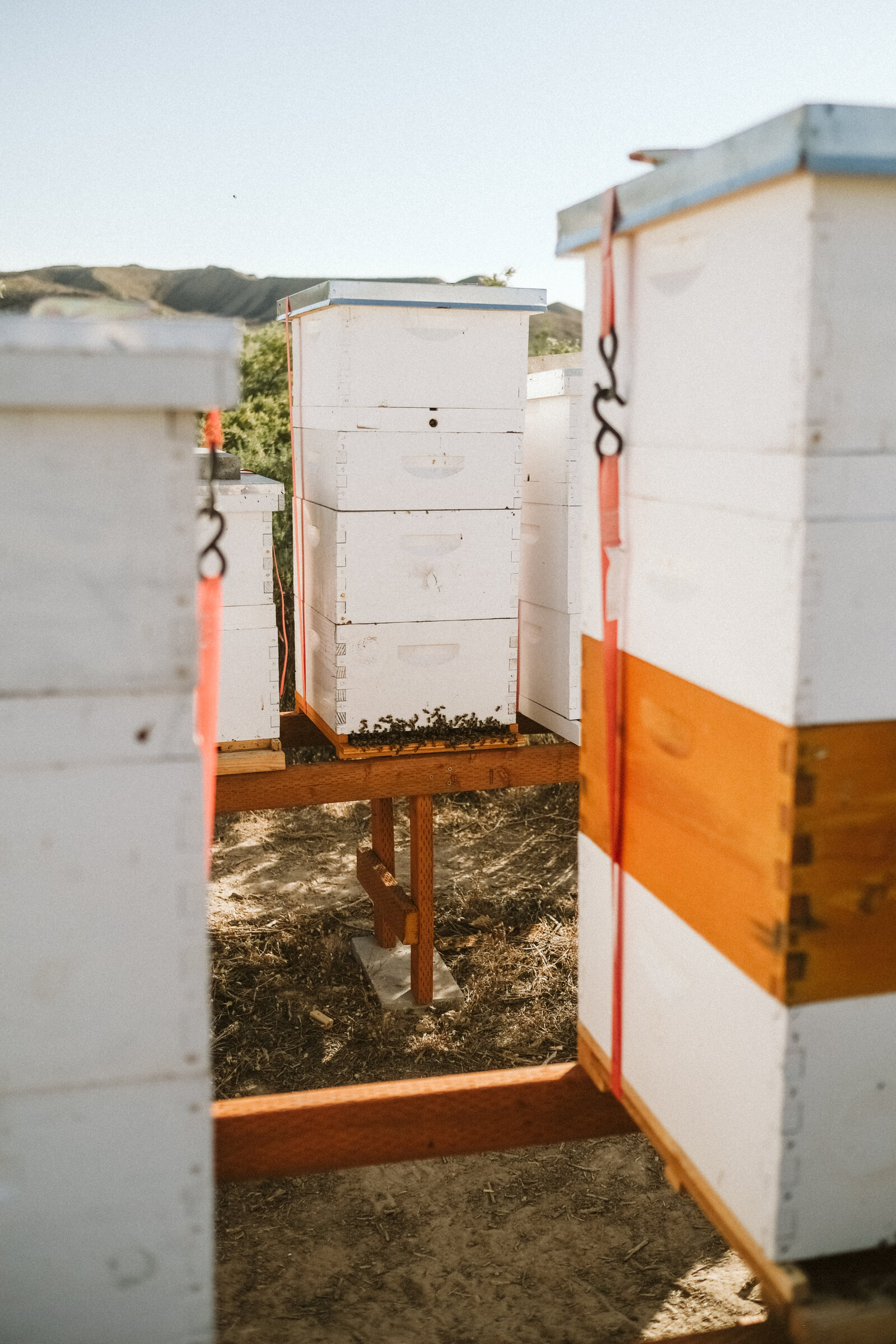 Colorado Honey & Beekeeping Carrie Swails