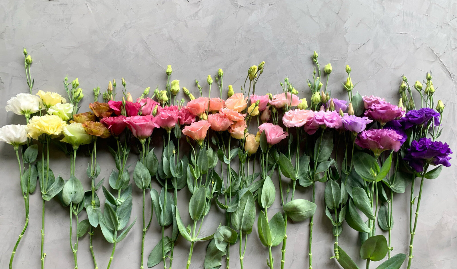 Lisianthus-Flowers-Indianapolis-Sweet-Peas-Flower-Shop14