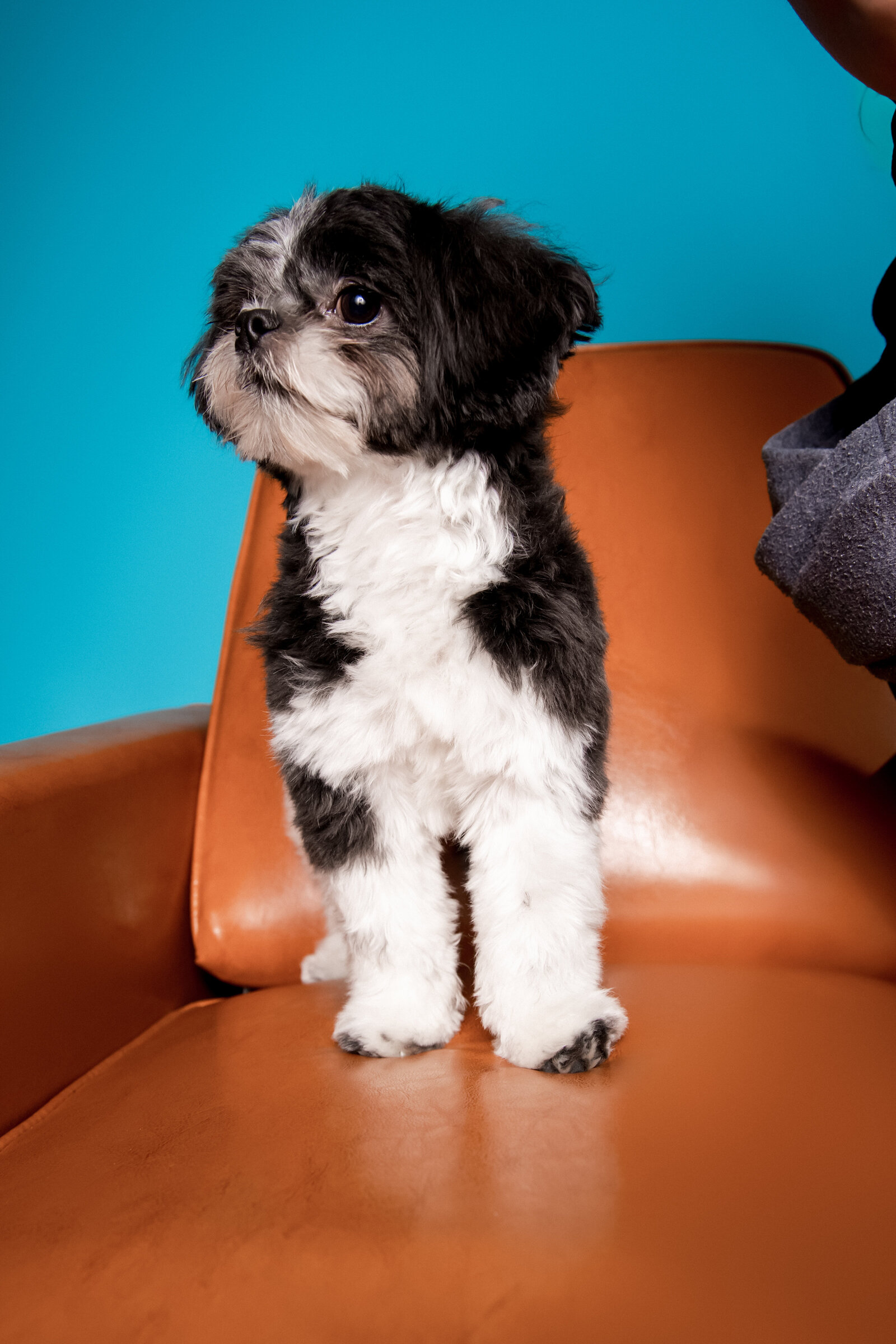 Doggy Casting Call-(75 of 104)