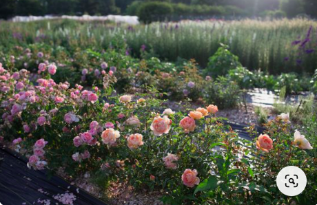 QBR Farm Field of flowers 