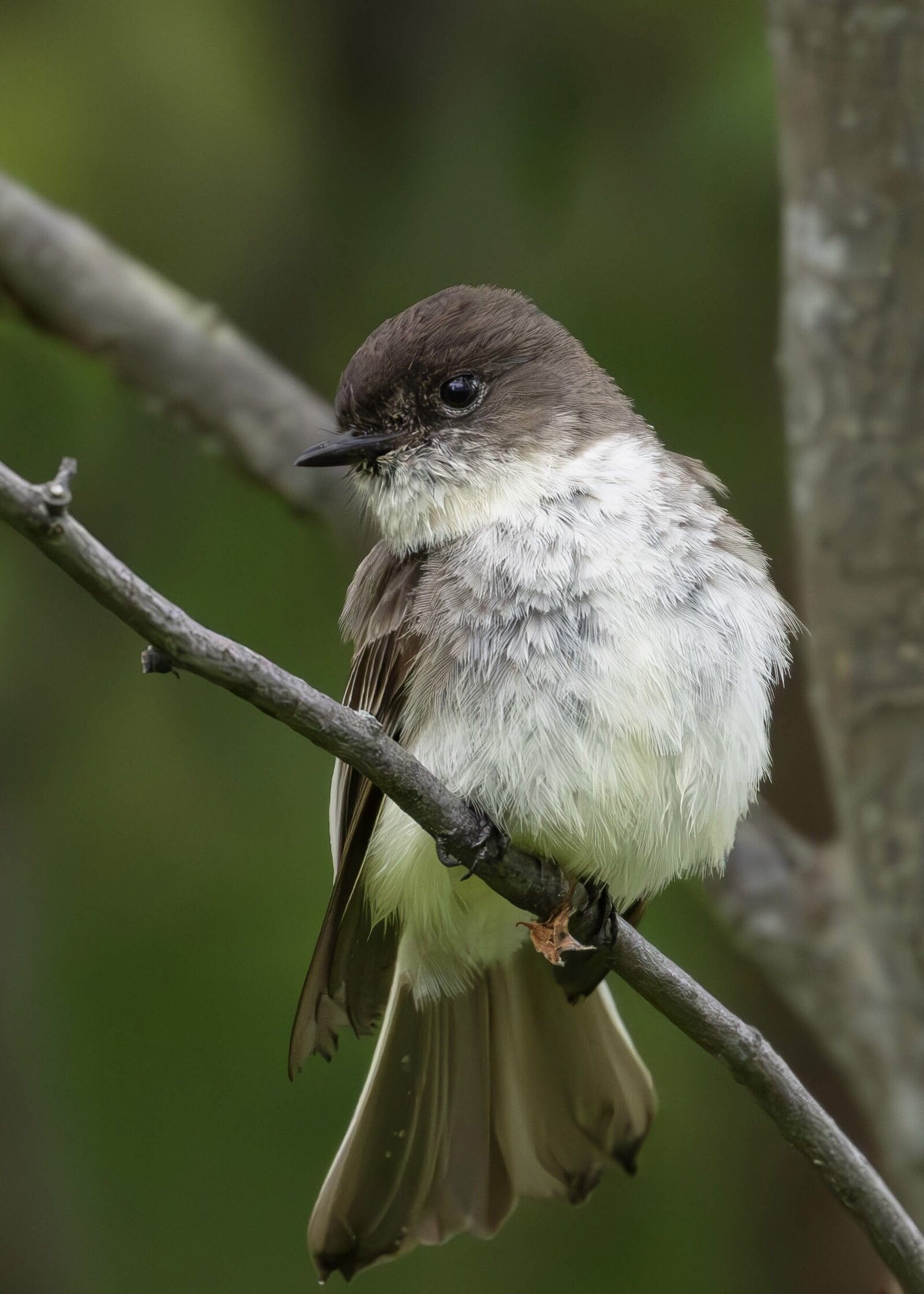Eastern Phoebe_Beastbird Media