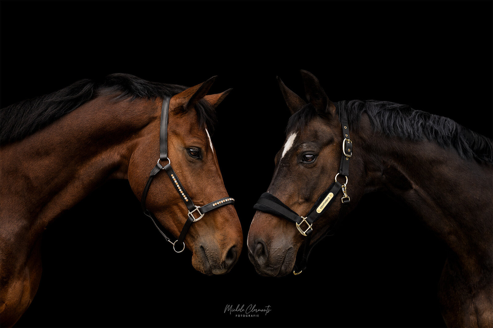 DSC_1553-paardenfotografie-michele-clermonts-fotografie