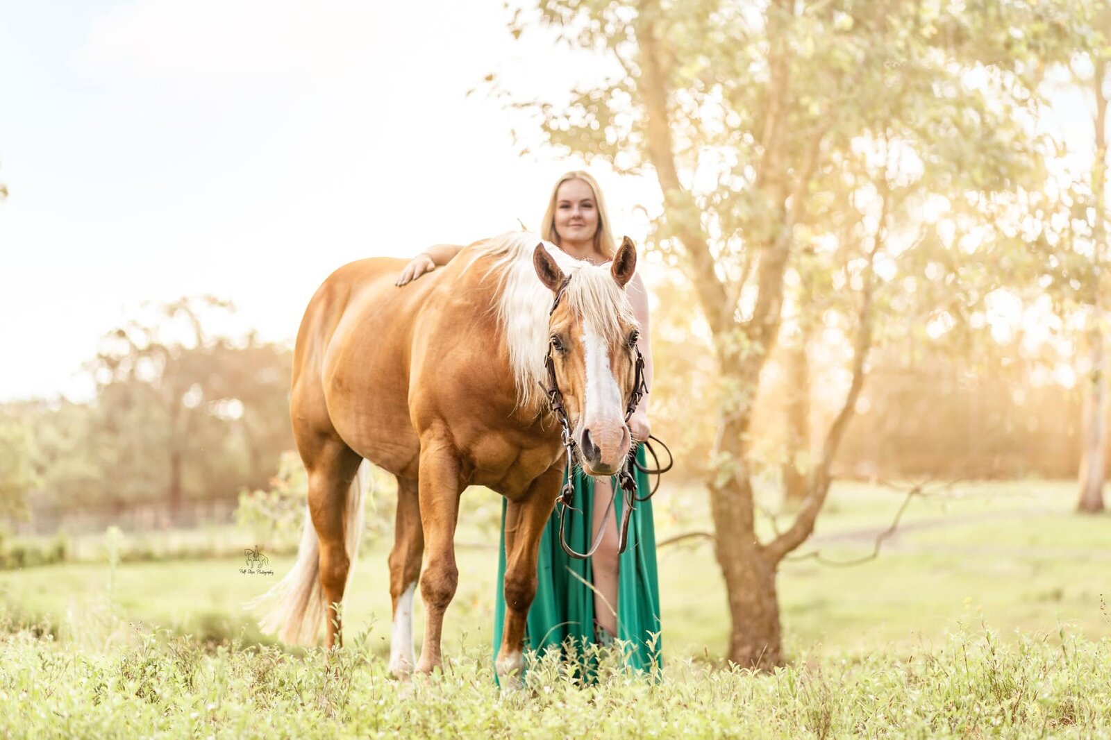 (52) Palomino quarterhorse gelding Half Steps Photography