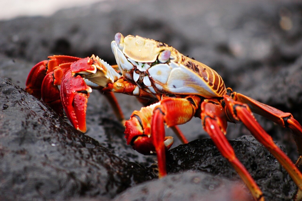 crab-2113970_1280