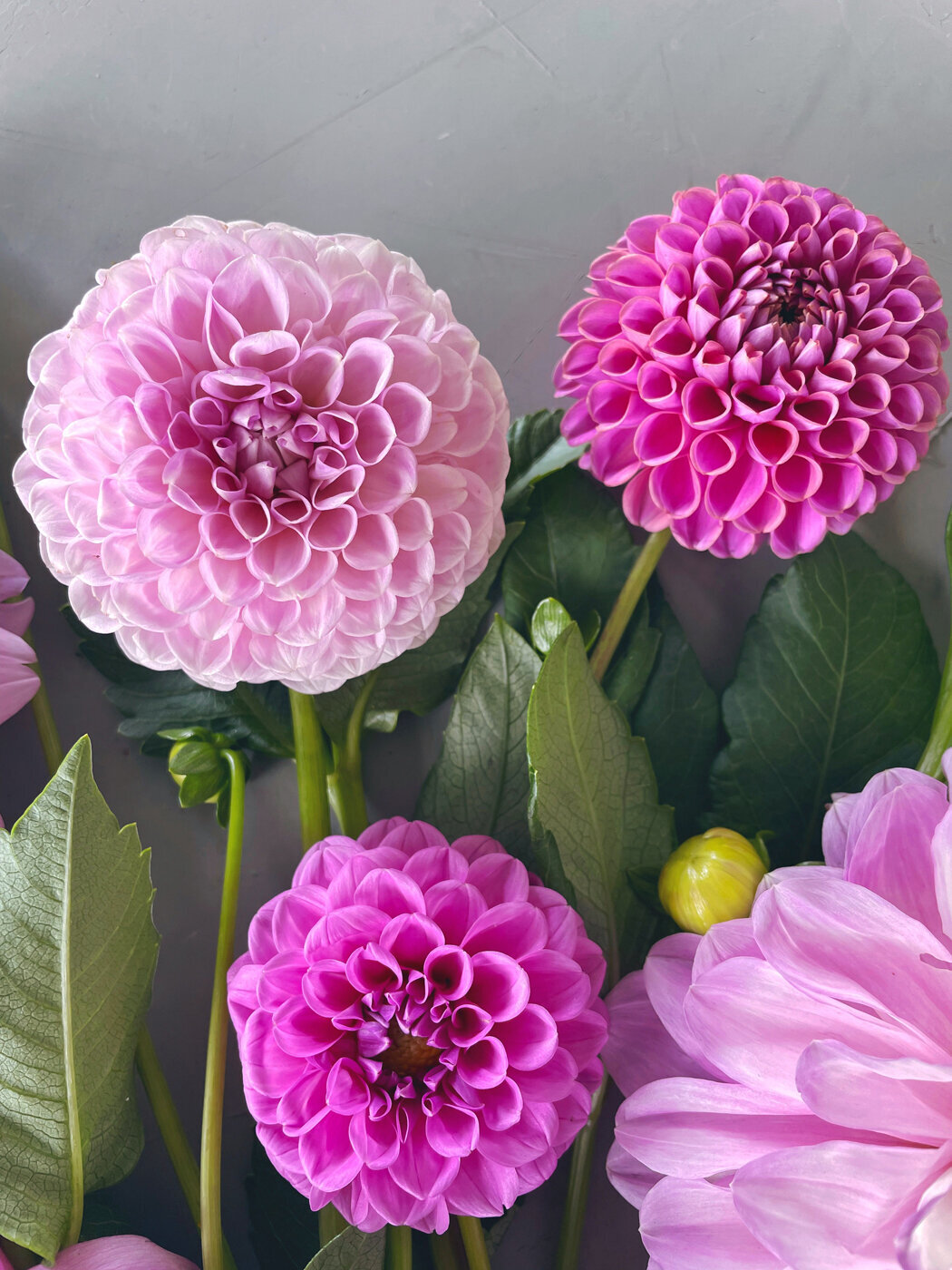 Dahlia-Sweet-Peas-Flower-Farm29