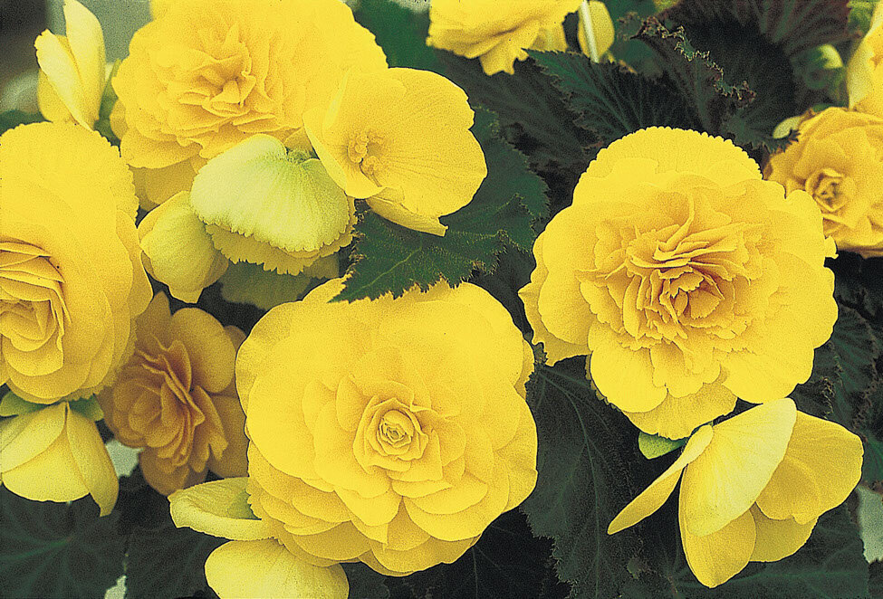 Begonia-Nonstop-Yellow-Impr-2
