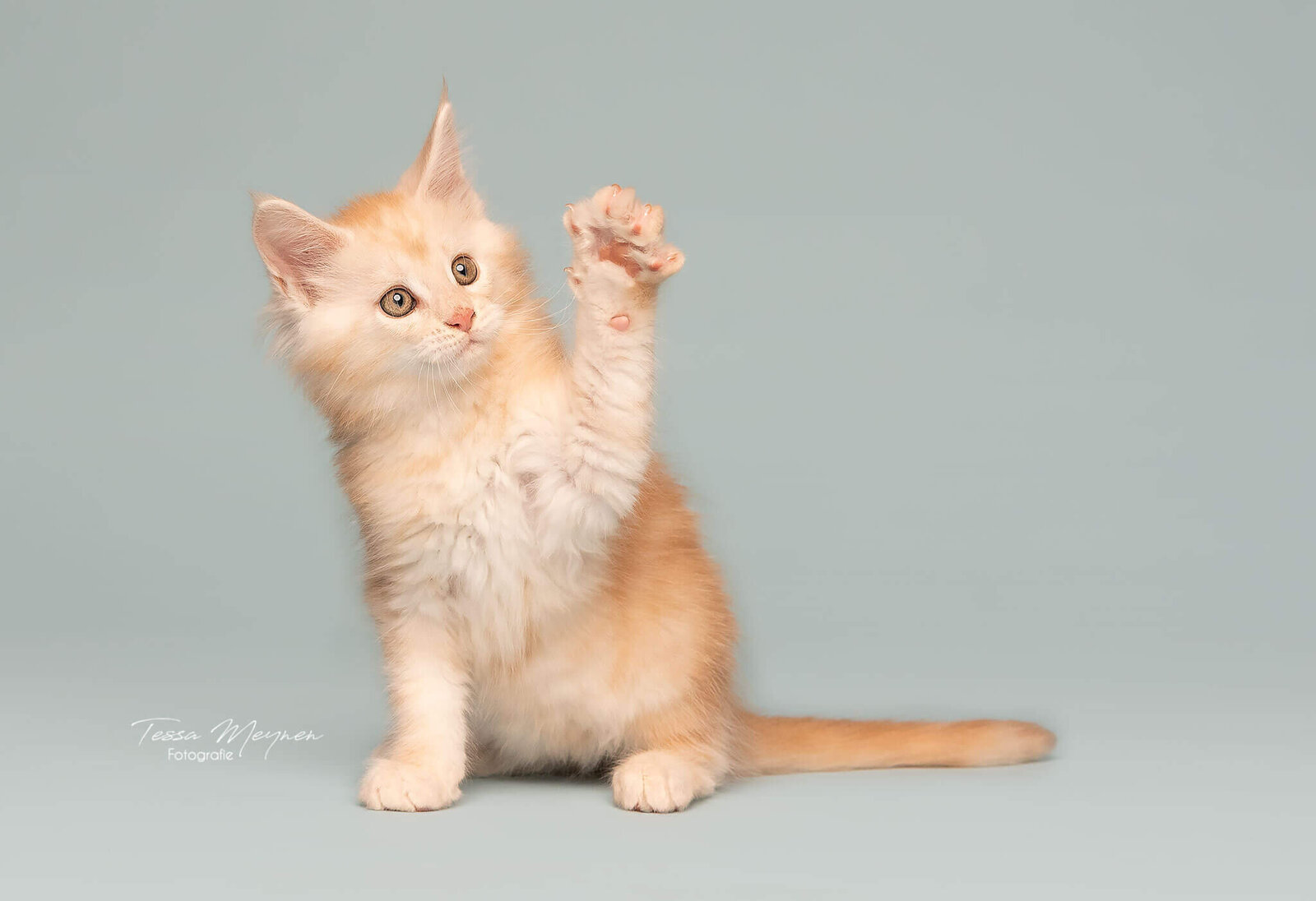 fotoshoot nest maine coons