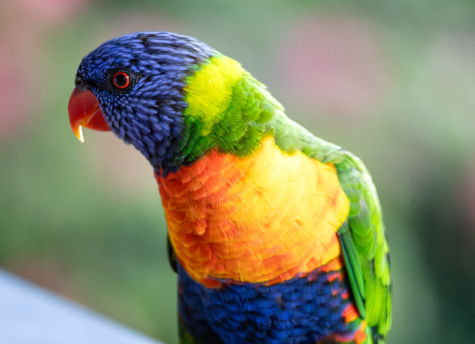 Bird 1 -1