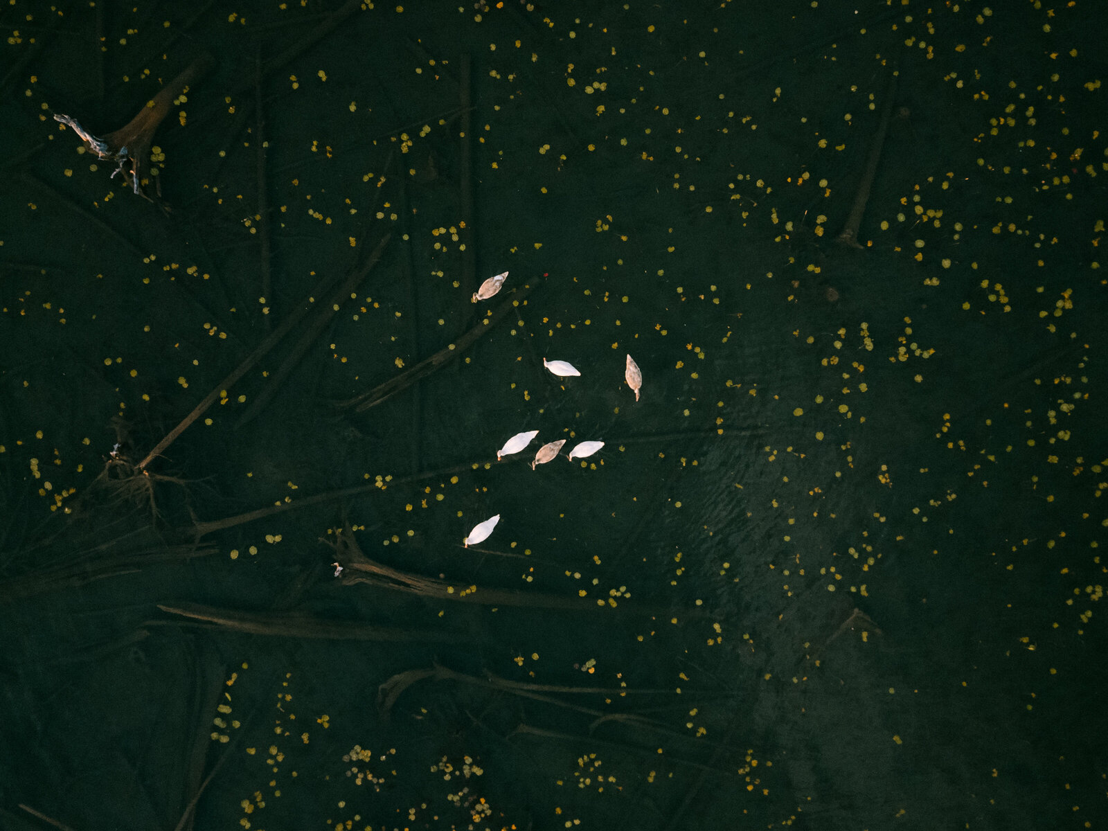 DJI_0274