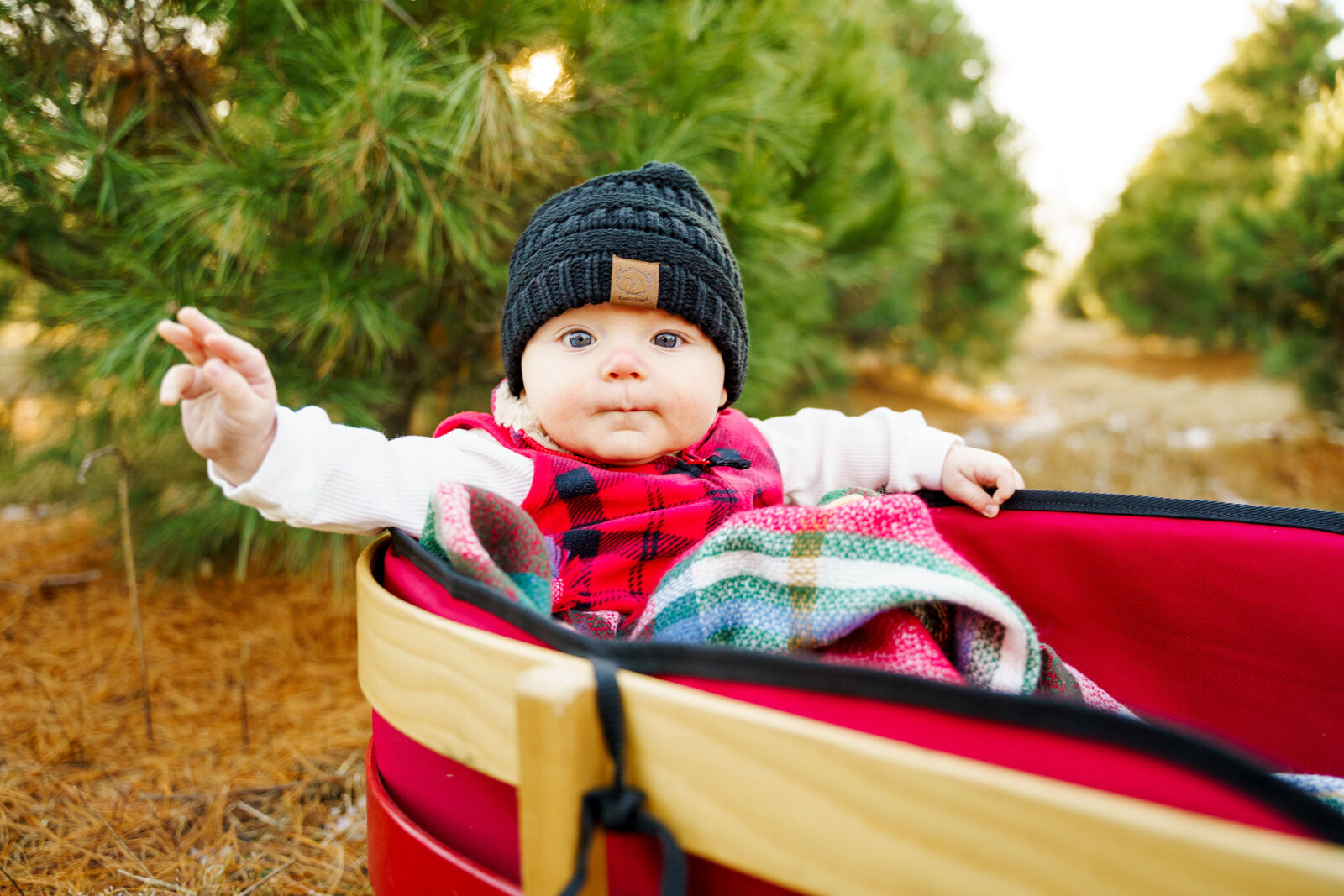 Baby in a mini sled at Bedford Falls Christmas Tree Farm in Lockbourne, Ohio.