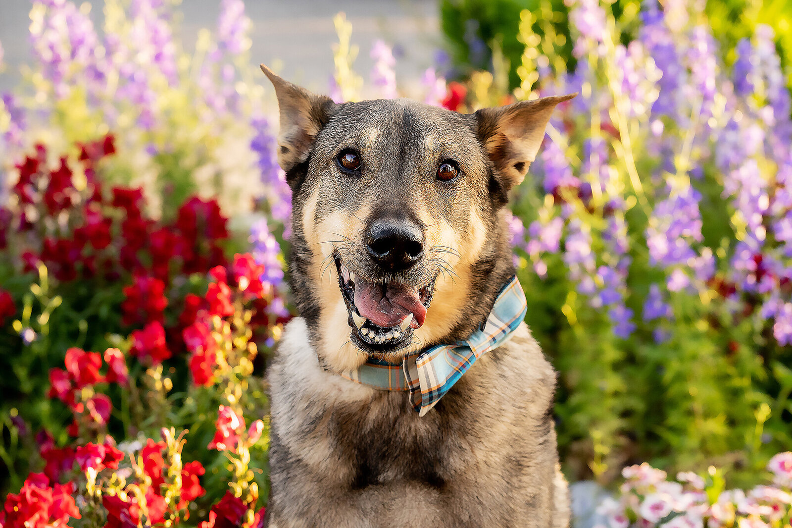 New Orleans Pet Photographer 3