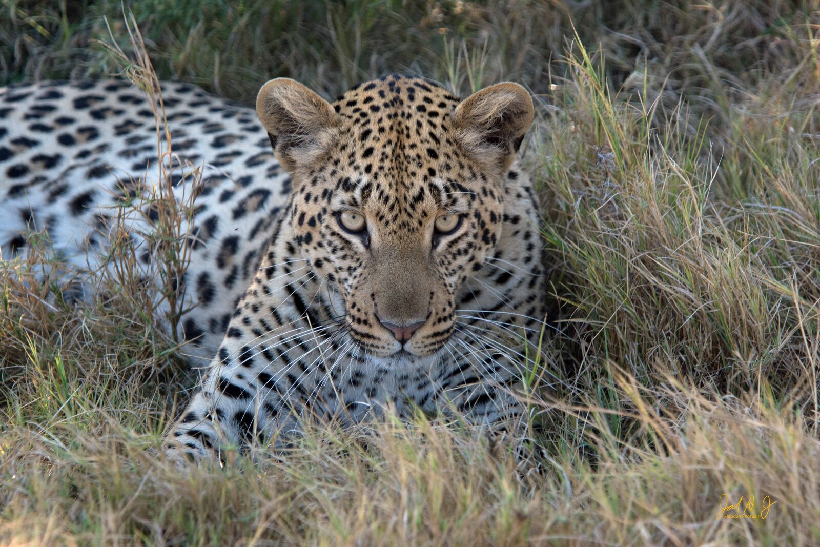 2015 Leopard (1)