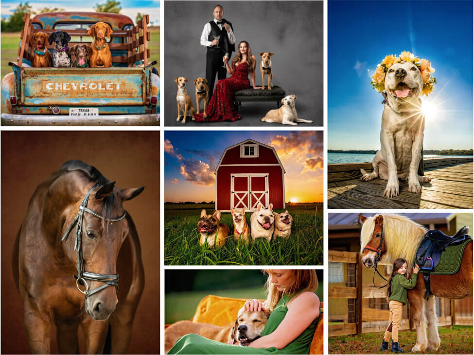Collage of pet portraits  highlighting the work of Haute Dog Pet Photography around the Dallas-Fort Worth metroplex.