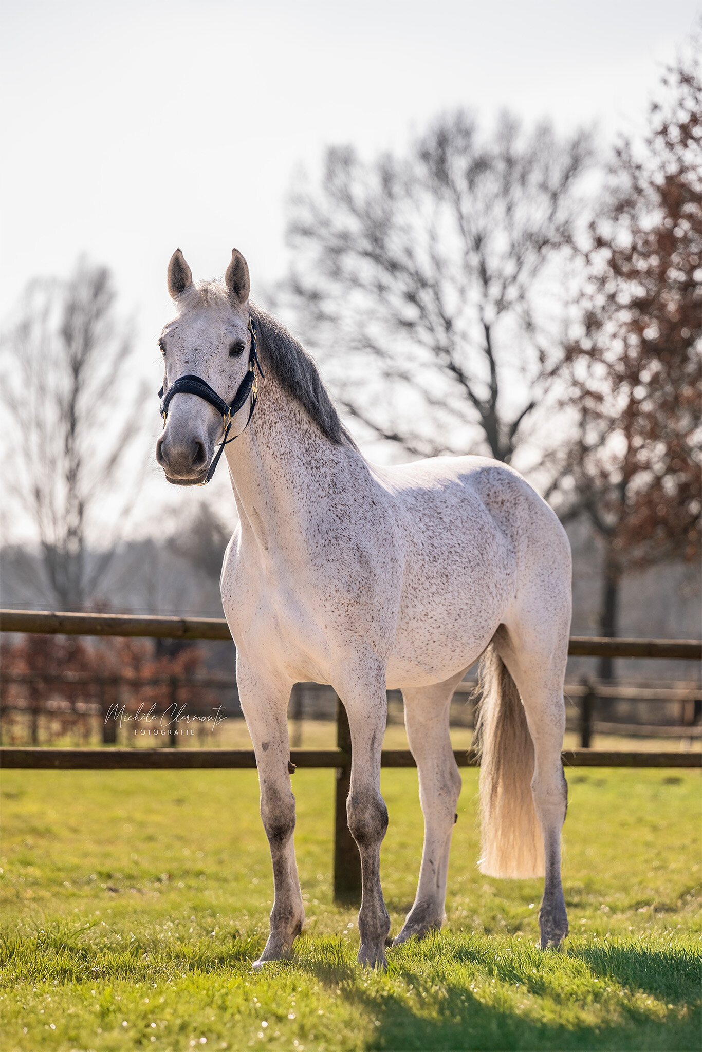 DSC_1003-paardenfotografie-michele-clermonts-fotografie