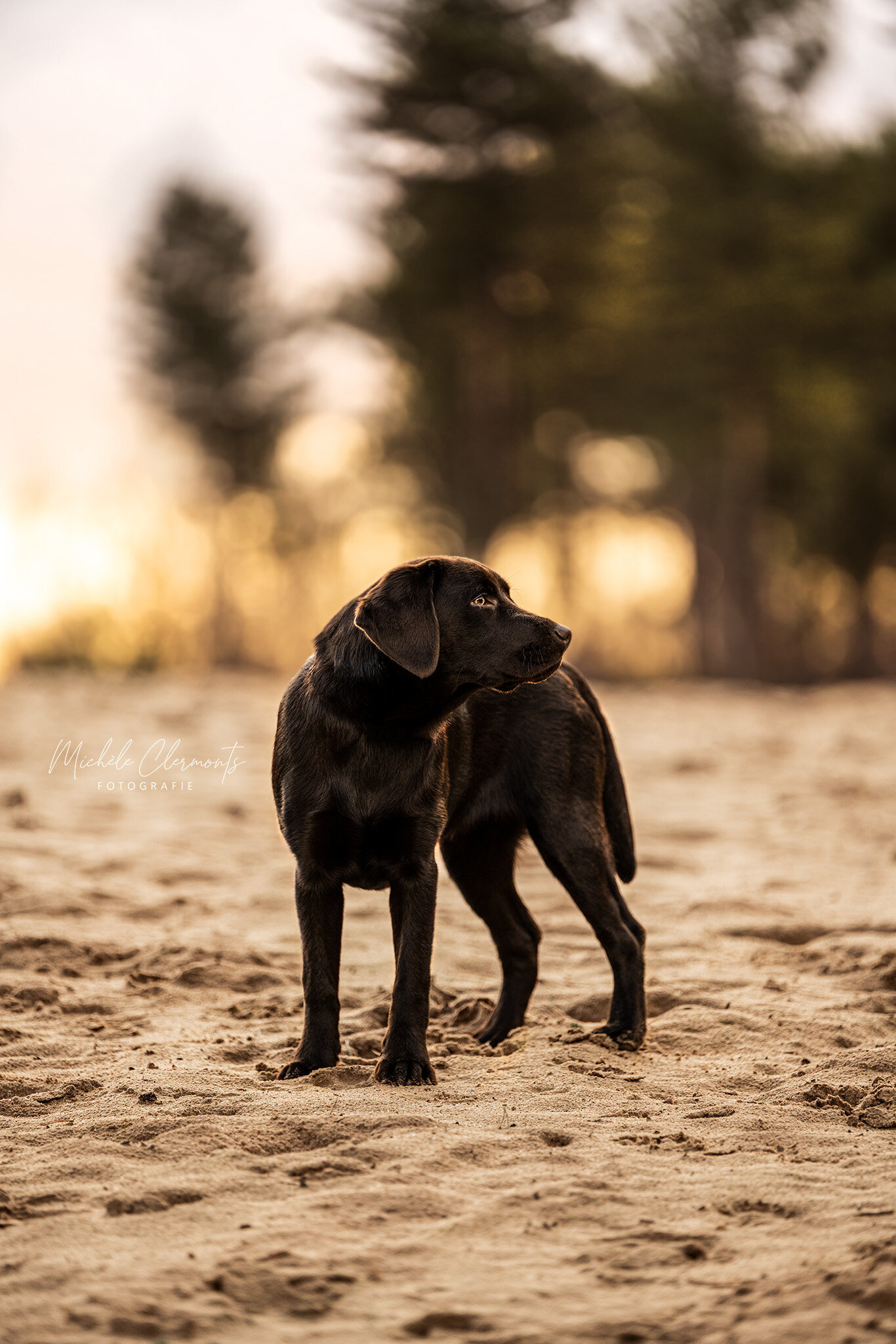 DSC_1139-honden-fotografie-michèle clermonts fotografie